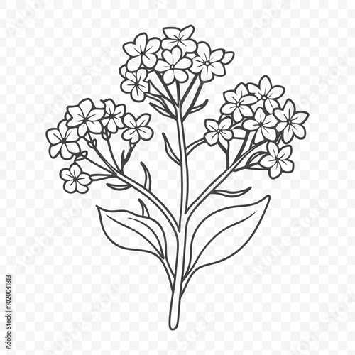 Floral Bunch Featuring Beautiful Verbena Line Art Vector Design for Elegant Decorative Purposes