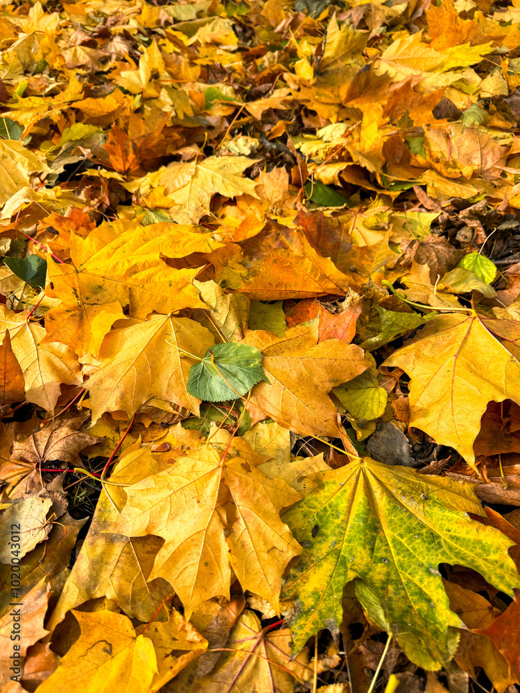Maple leaves on the ground in autumn Maple leaves on the ground in autumn