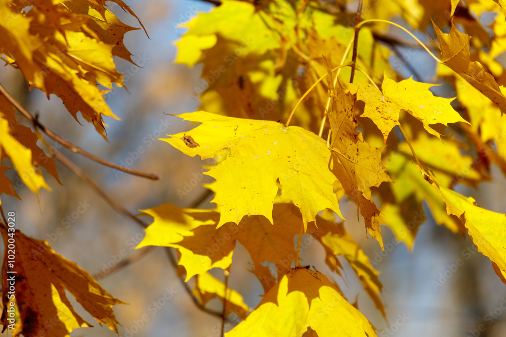 Fototapeta premium Yellow leaves on a maple tree in autumn