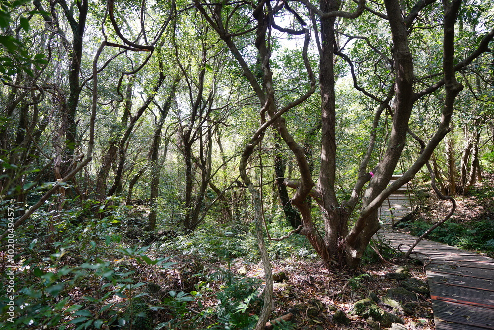 spring path through old trees and vines spring path through old trees and vines