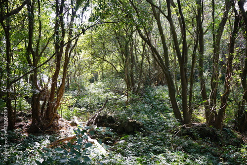 dense spring forest in the gleaming sunlight