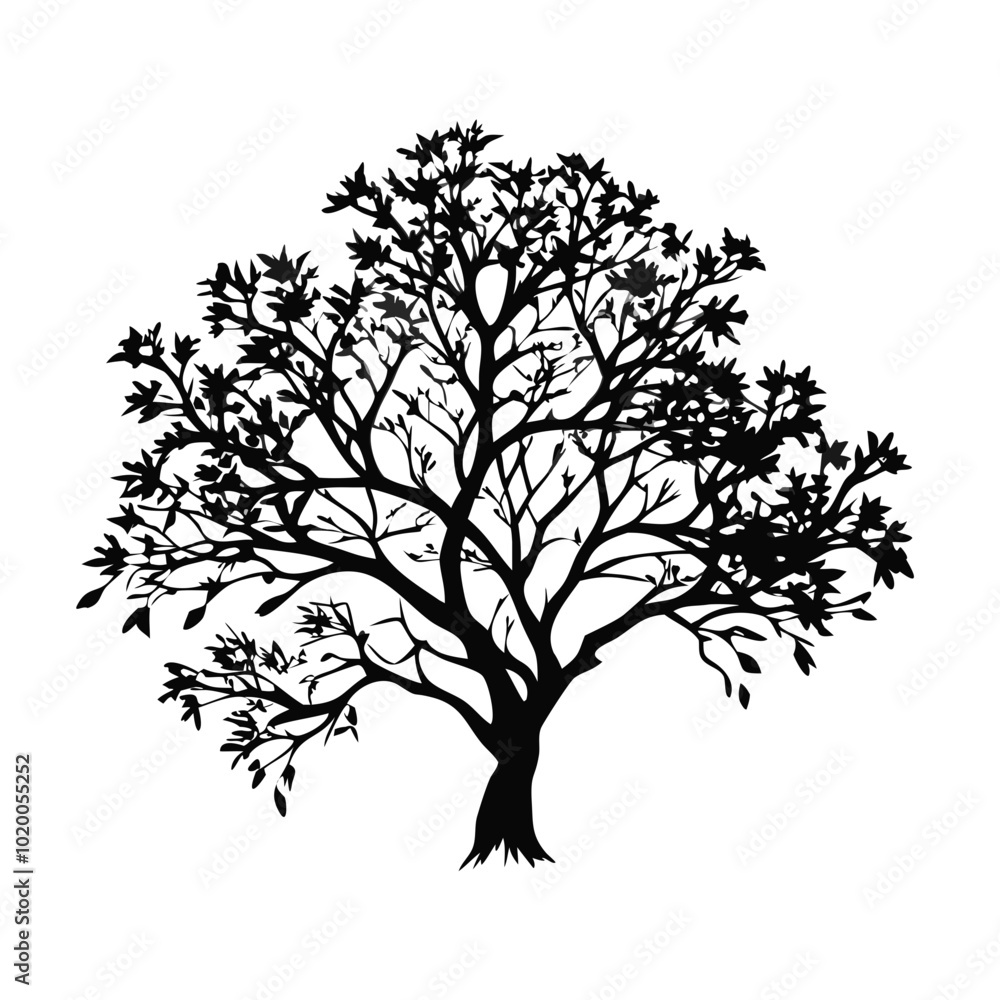 Fototapeta premium jatoba--tree-silhouette