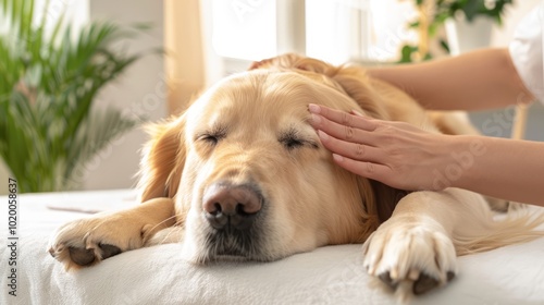 Dog Enjoying Gentle Massage from Therapist