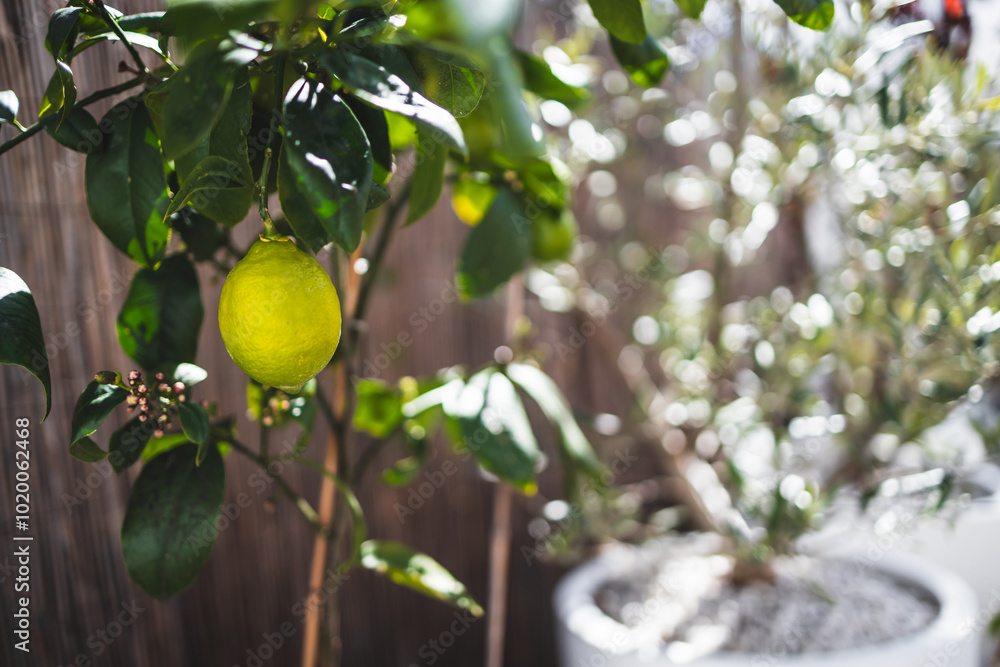 lemon tree with unripe fruit outdoor in sunny Mediterranean inspired backyard lemon tree with unripe fruit outdoor in sunny Mediterranean inspired backyard