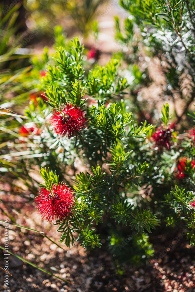 native Australian banksia bush with red flowers outdoor in beautiful tropical backyard native Australian banksia bush with red flowers outdoor in beautiful tropical backyard