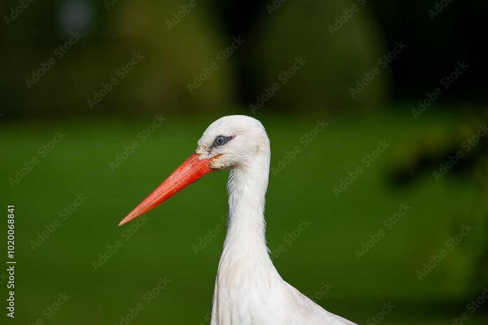 Fototapeta premium Gros plan sur une cigogne 