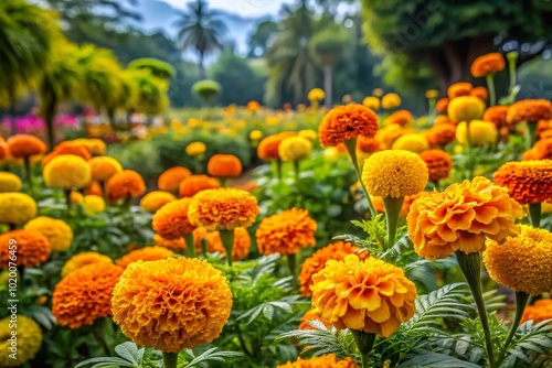 Vibrant Marigold Flowers in a Lush Indian Garden Showcasing Nature's Beauty and Rich Colors