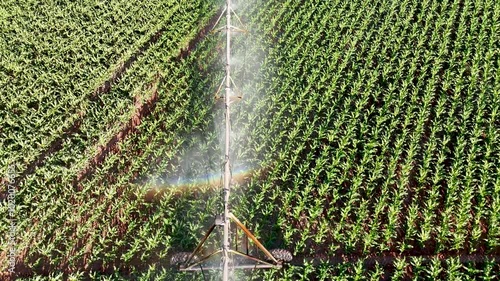 Drone view of corn field being irrigated by center pivot system - Goiás, Brazil photo