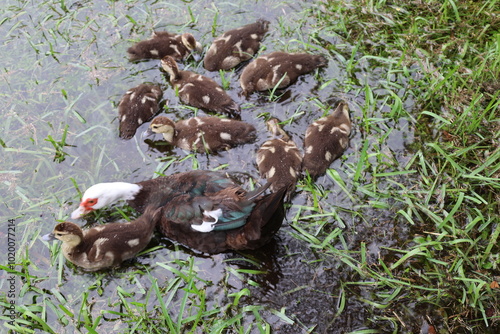 mother duck and baby duck swim floded meadow photo