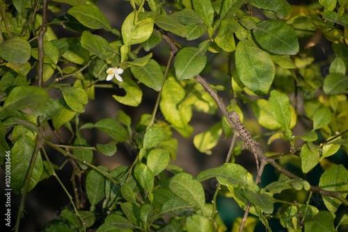 A brown and black dotted spotted indian lizard us roaming around in dark rain forest in asia