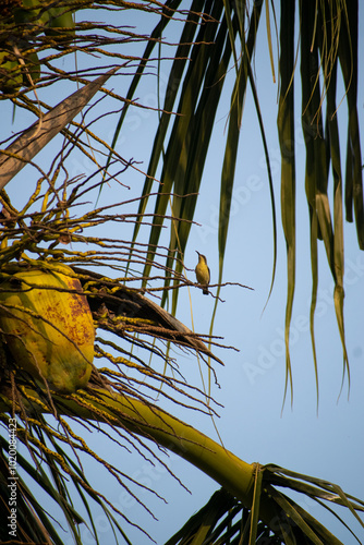 beautiful sun bird is playing on the branches of the big tree at sunrise