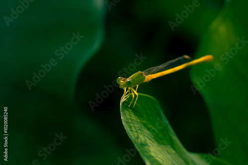 Yellow black dragonfly catch on the leaves and moving head