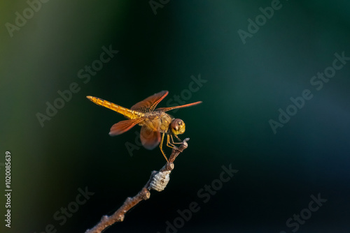 Yellow black dragonfly catch on the leaves and moving head