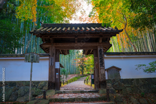 Obraz na płótnie 京都 竹の寺地蔵院の山門と竹林 紅葉