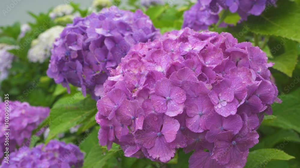 紫の紫陽花 紫の紫陽花
