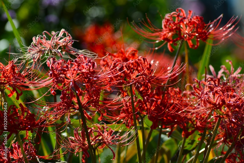 秋晴れの彼岸花
曼珠沙華　リコリス