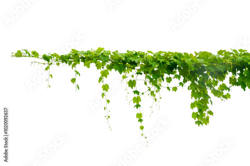 vine frame leaf vine circle Isolate on transparent background PNG file