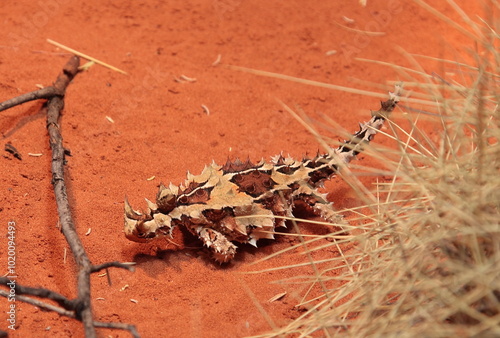 View of Thorny Devil (Moloch horridus) lizard on the red desert sand in outback central Australia.