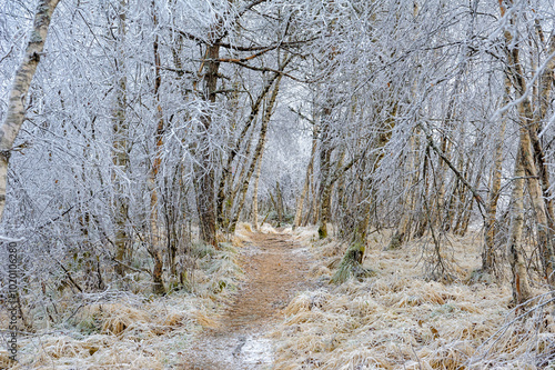 Konstfotografi A path covered in frost leads through a dense forest where the branches of the trees are frosted in ice