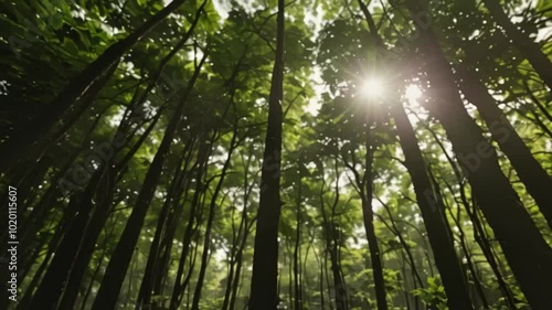 sun rays through trees