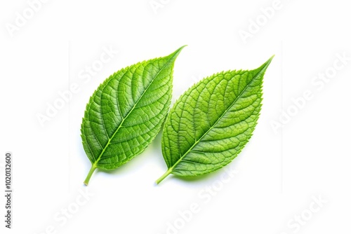 green leaf isolated on white background