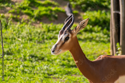 impala in the savannah photo