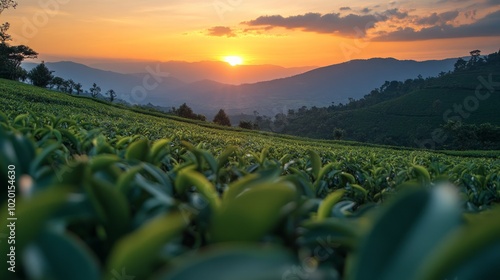 A breathtaking sunset over rolling green tea plantations, with the sun casting a warm glow over the landscape.