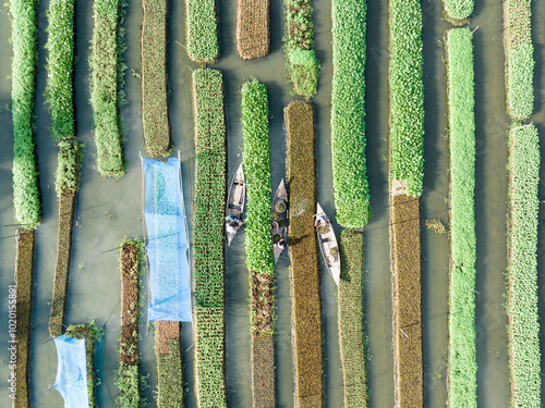 Floating farming process in Bangladesh to fight the impact of climate change photo