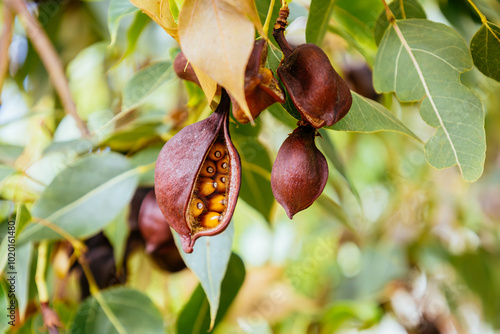 Opened seed pod of Brachychiton populneus tree in Tenerife, Spain. Branch with brown dry seeds of kurrajong. Interesting nature concept for background design. Soft focus. photo