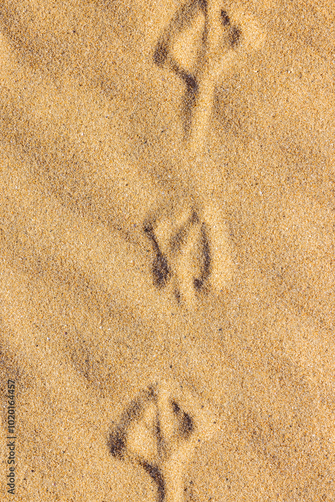 Gull tracks In sandy beach