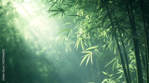 Sunlight Filtering Through Dense Bamboo Forest