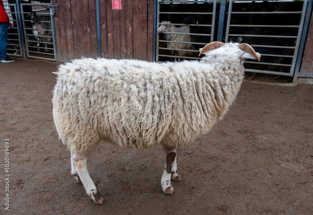 Fototapeta premium A white ram walks near the farm. He looks towards the pen where other animals are kept.