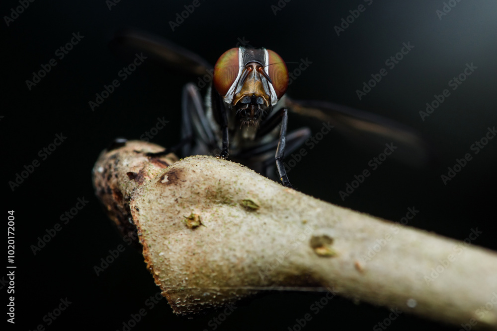 Fotografie Signal fly standing on a branch with blurry background.