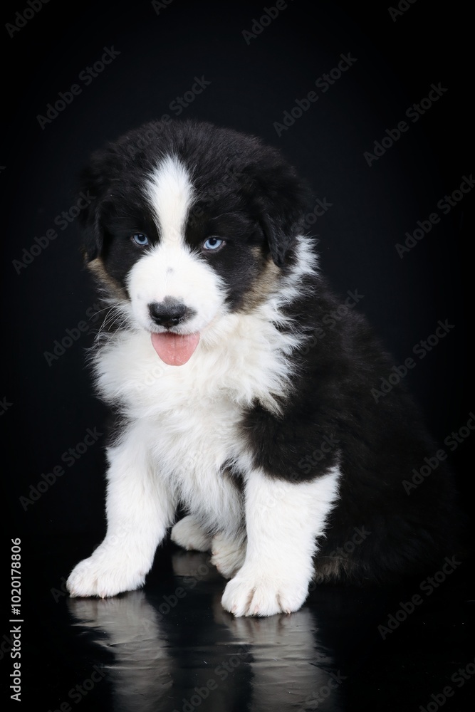 Fototapeta premium australian shepherd puppy isolated on black 