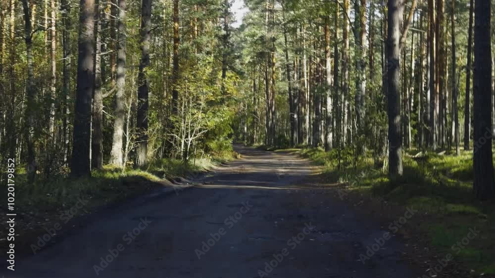 A tranquil drive through a narrow dirt road surrounded by tall pine trees in the heart of a forest. Sunlight filters through the branches, casting long shadows, creating a peaceful, serene atmosphere A tranquil drive through a narrow dirt road surrounded by tall pine trees in the heart of a forest. Sunlight filters through the branches, casting long shadows, creating a peaceful, serene atmosphere