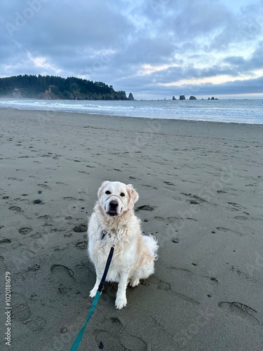 Golden retriever dog on the La Push beach