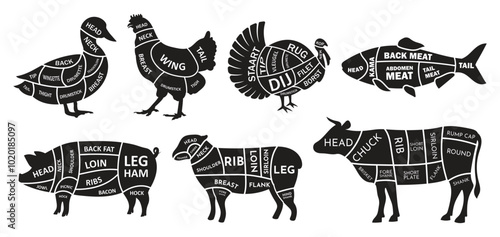 cut of animal's diagram vector design