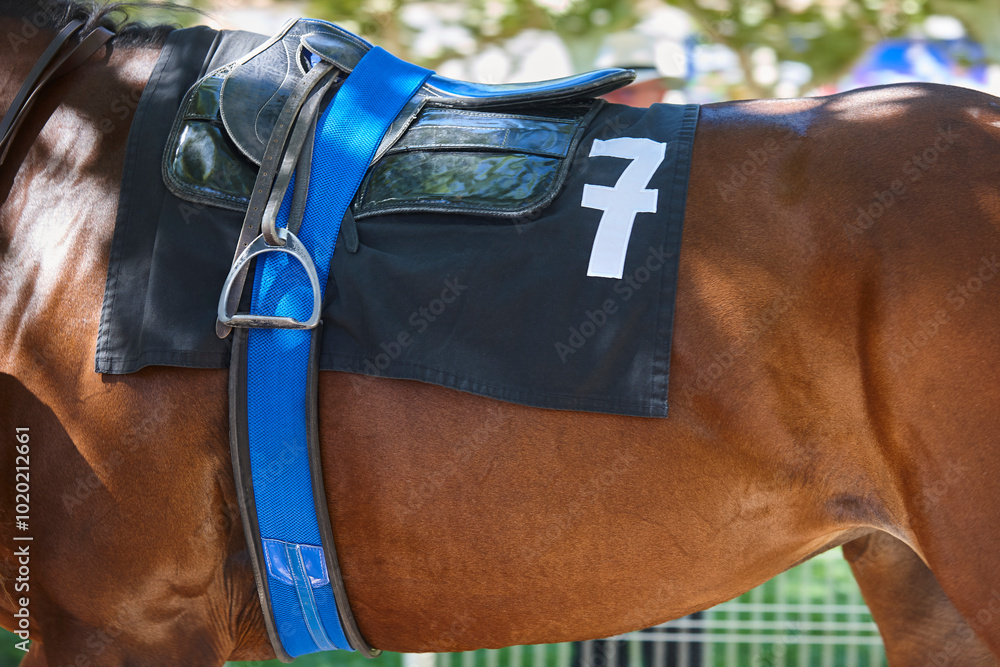 Race horse detail in the paddock. Purebred in the hippodrome