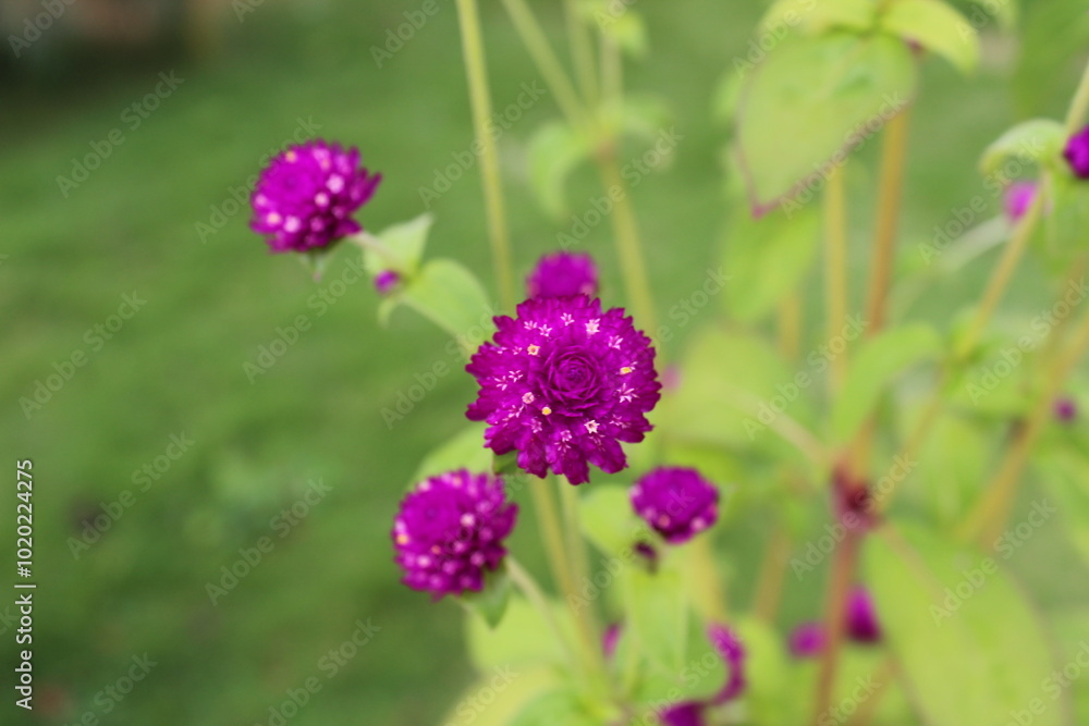 Beautiful Flowers Beautiful Flowers