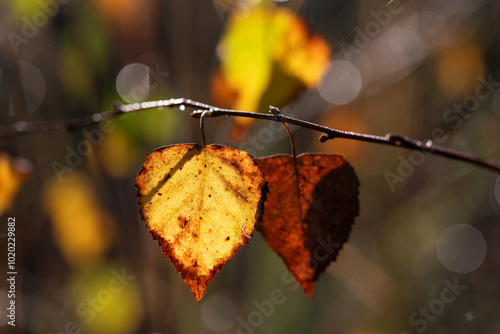 Fototapeta Naklejka Na Ścianę i Meble -  Jesienne tło, liście brzozy w ciepłym świetle, tapeta. 