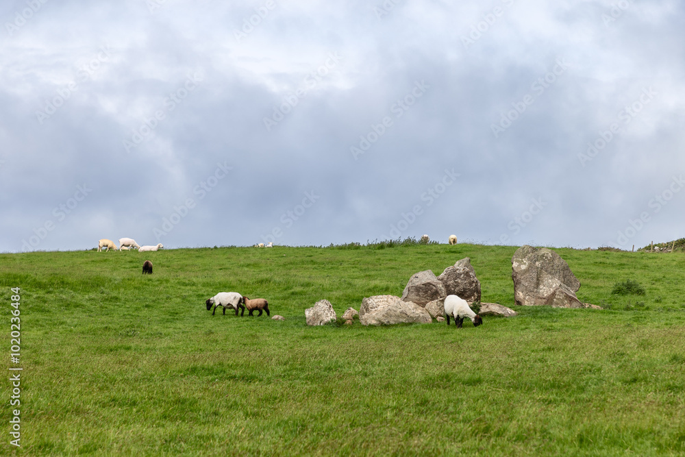 Fototapeta premium A peaceful pastoral landscape in Ireland with sheep grazing on a grassy hill, large boulders, and an overcast sky, highlighting rural tranquility