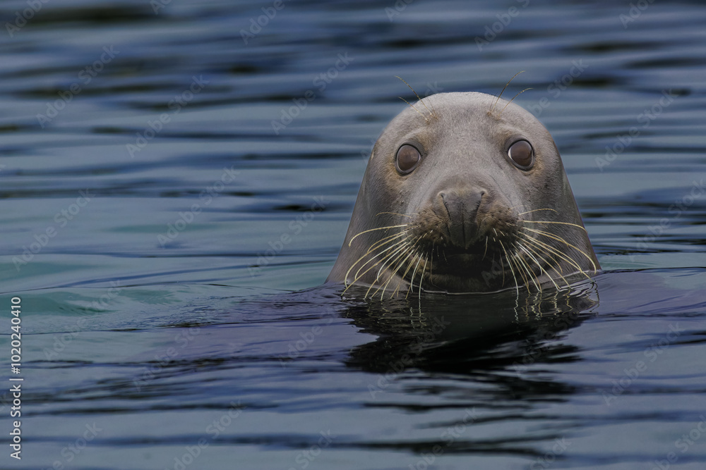 Obraz premium grey seal, lying on the beach, looks interestedly at the viewer