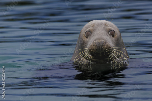 grey seal, lying on the beach, looks interestedly at the viewer