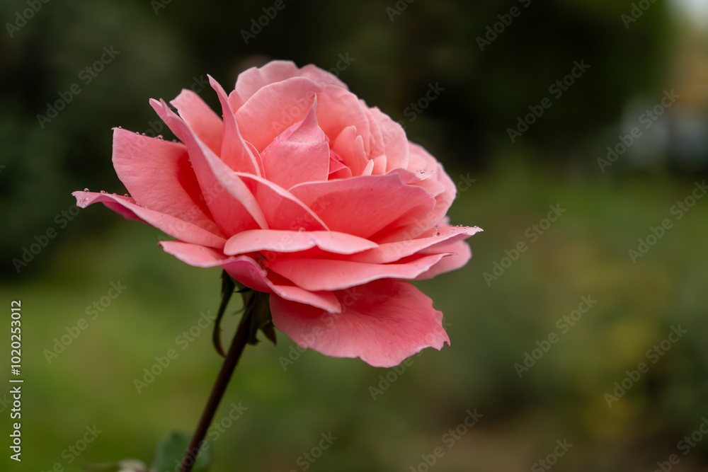 Beautiful close-up of a pink rose blooming in a garden, with soft green and blurred natural background. Ideal for nature-themed designs, floral illustrations, or romantic visuals Beautiful close-up of a pink rose blooming in a garden, with soft green and blurred natural background. Ideal for nature-themed designs, floral illustrations, or romantic visuals