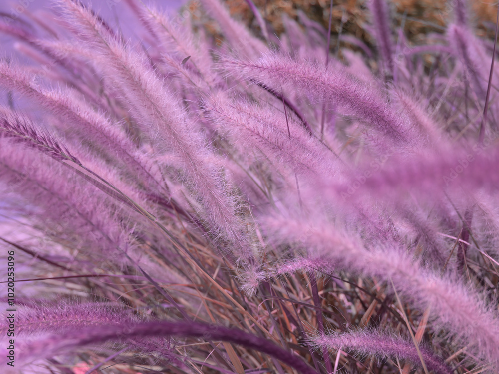 Beautiful picture of lavender field background.