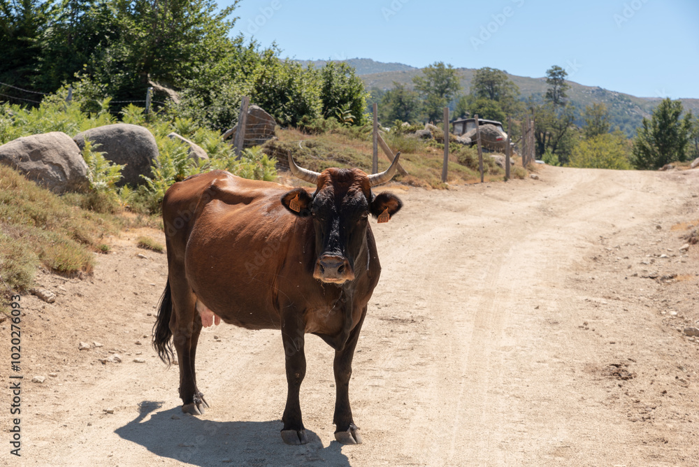 Obraz premium vache corse