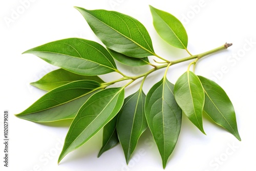 Branch of Camphor or Cinnamomum camphora with green leaves isolated on white background