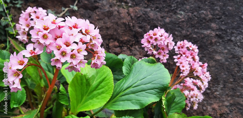 Canvas Print Pink bergenia flower blooms against the background of the mountain