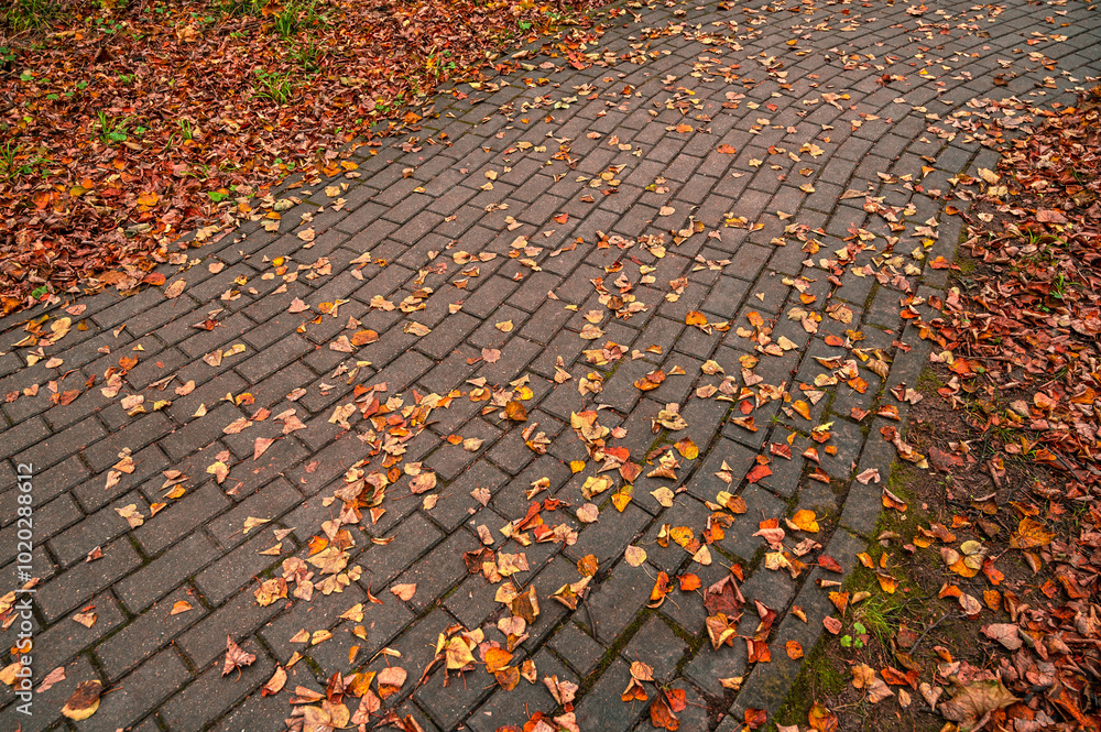 Texture autumn maple leaves. Yellow and red leaves on the paving stones. Fall foliage abstract pattern.
