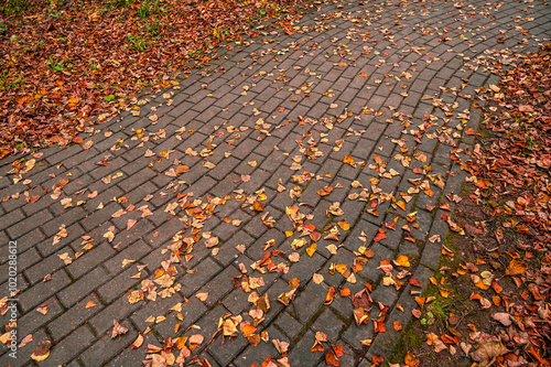 Obraz na płótnie Texture autumn maple leaves. Yellow and red leaves on the paving stones. Fall foliage abstract pattern. w salonie